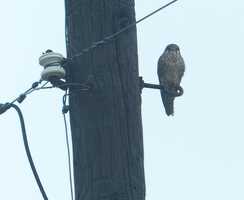 American Kestrel